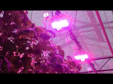 hướng dẫn trồng cây bằng đèn led